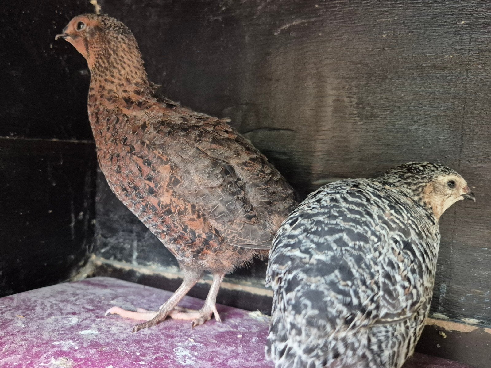 Twee japanse kwartel haantjes, Dieren en Toebehoren, Mannelijk, Overige soorten