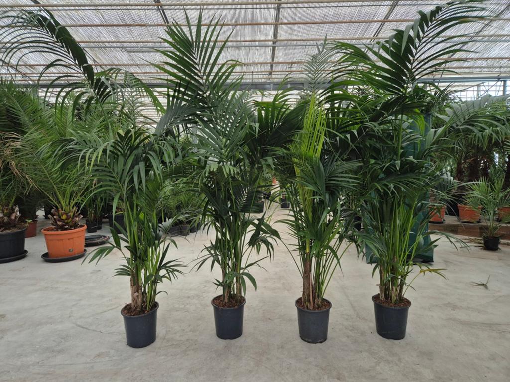 Kentia +/- 220cm, Ophalen, Halfschaduw