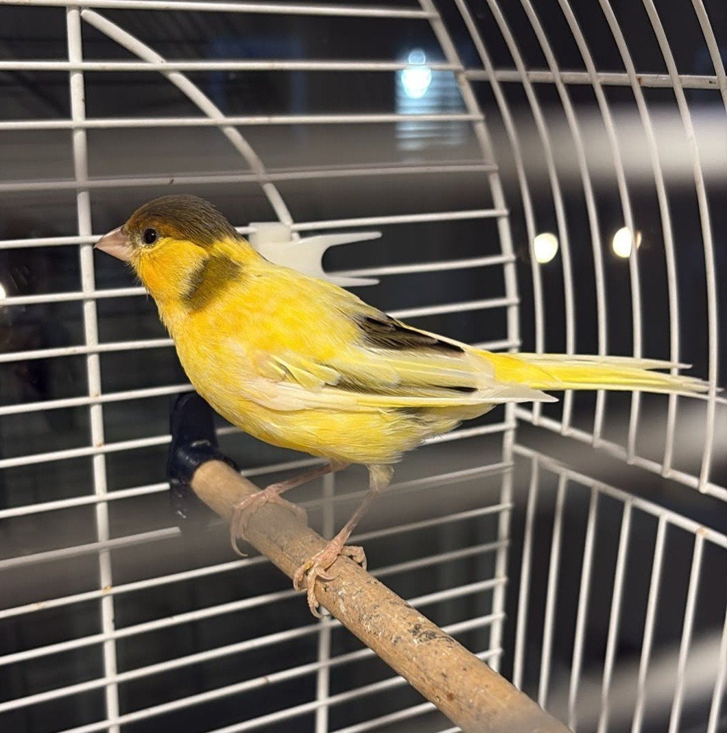 Te koop mooie kanarie man 4 maanden oud, Dieren en Toebehoren, Mannelijk, Zangkanarie