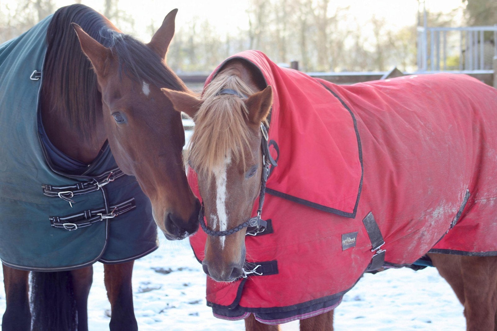 Gezocht: kleinschalige stalling voor 2 paarden,, Weidegang, 2 of 3 paarden of pony's