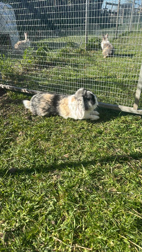 Lieve dwerghangoor, Mannelijk, Dwerg, Hangoor, 0 tot 2 jaar