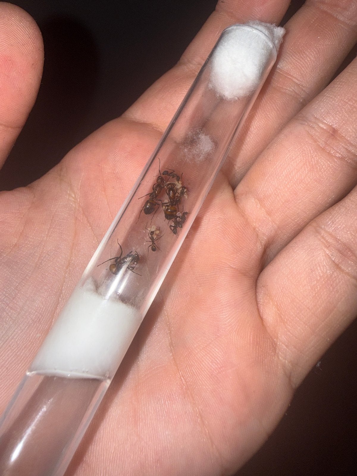 Camponotus nicobarensis mieren kolonie