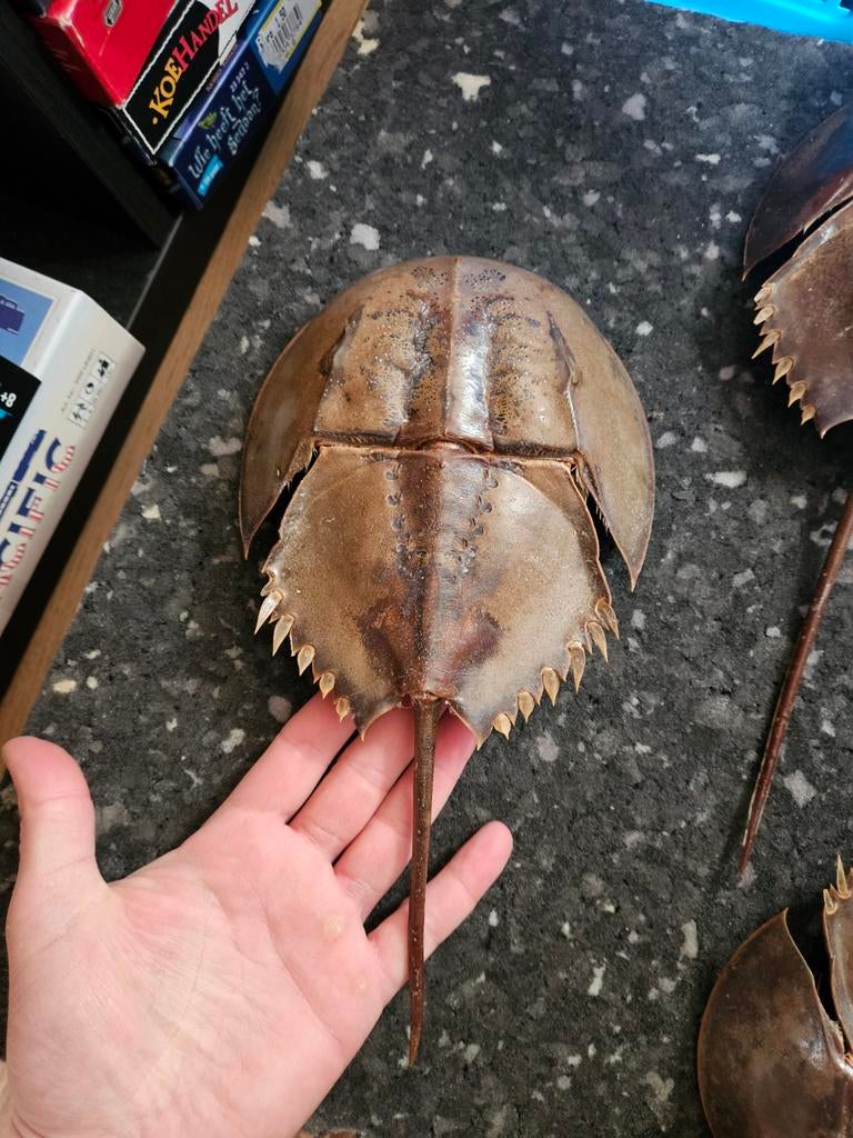 Degenkrab, Ophalen of Verzenden, Zo goed als nieuw, Paard, Beeldje of Figuurtje