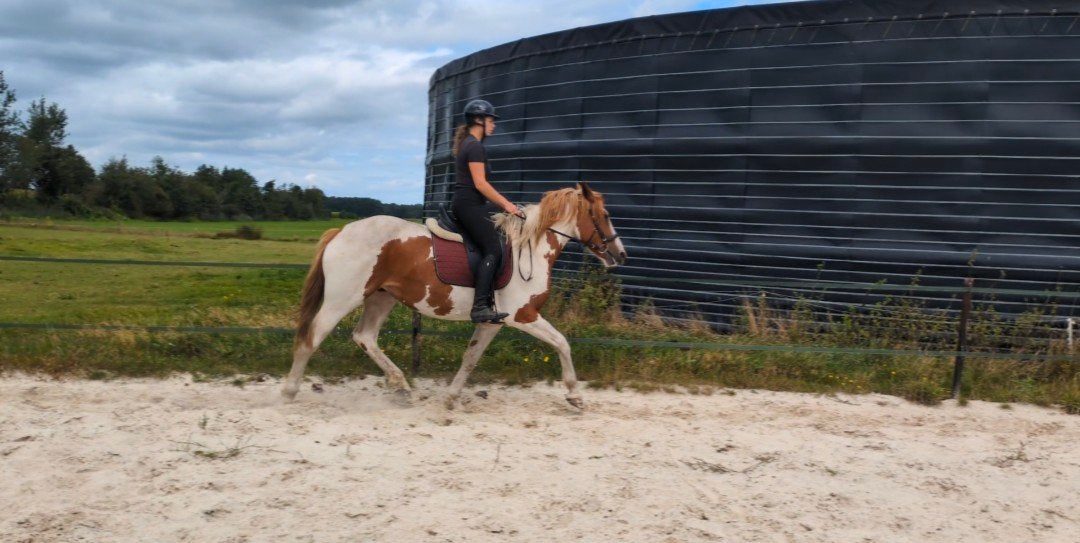 Nera, 3 jaar, merrie, zadelmak, Dieren en Toebehoren, Paarden, Merrie, Zadelmak, 3 tot 6 jaar, Gechipt