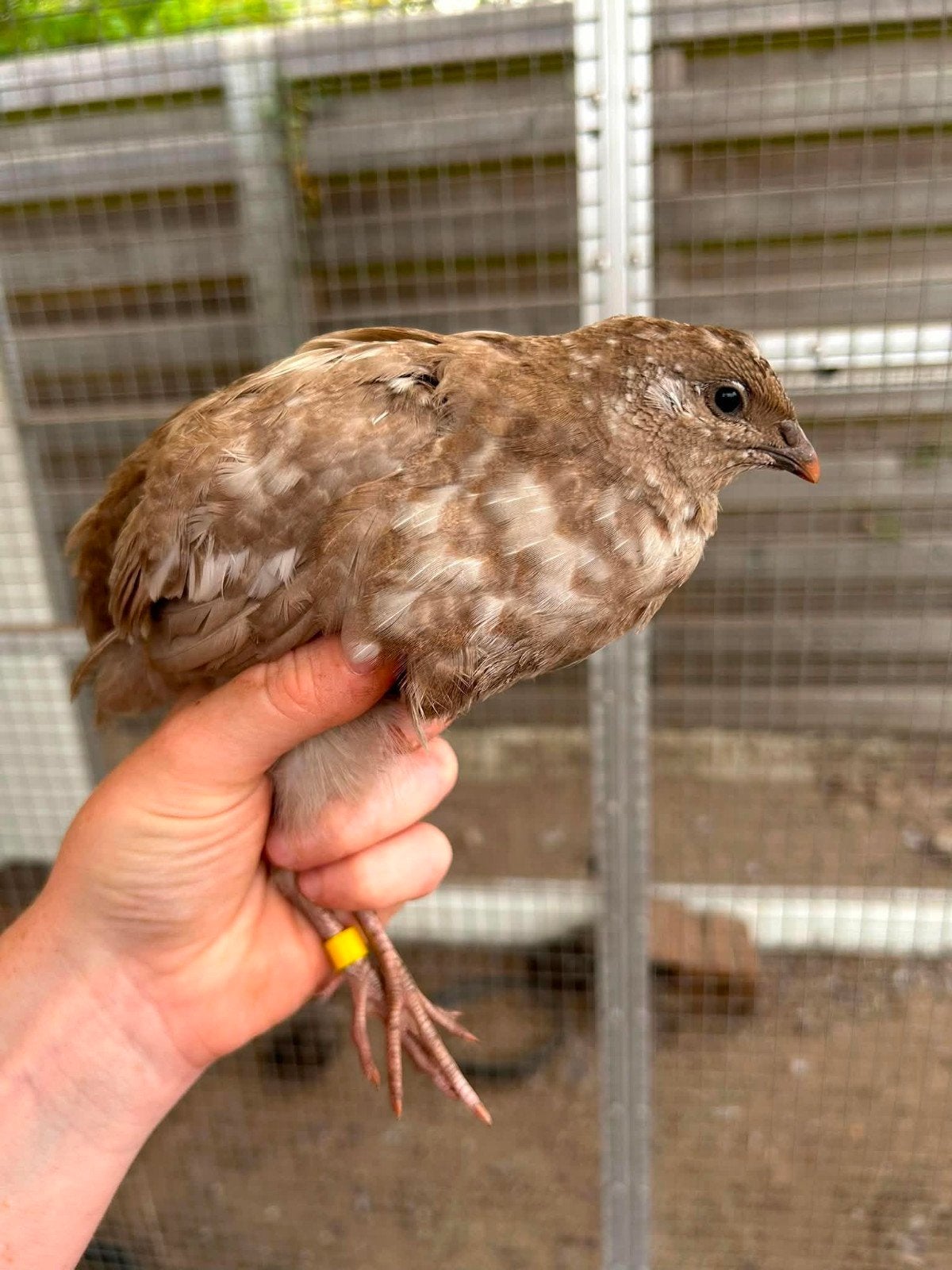 broedeieren japanse kwartel kleurmutaties, Geslacht onbekend, Overige soorten