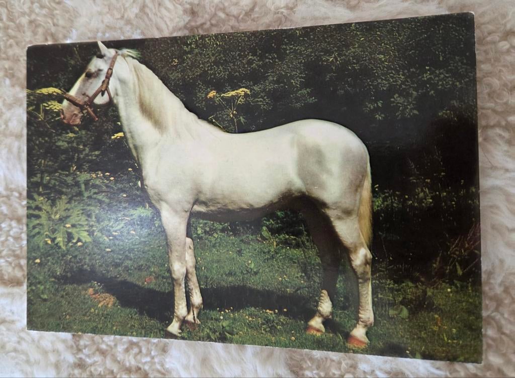 Wit paard, Verzenden, Ongelopen, Paard