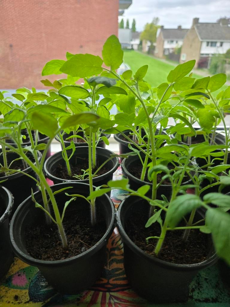Stekjes cherry tomaat 3 stuks per pot, Ophalen of Verzenden, Eenjarig, Groenteplanten, Volle zon
