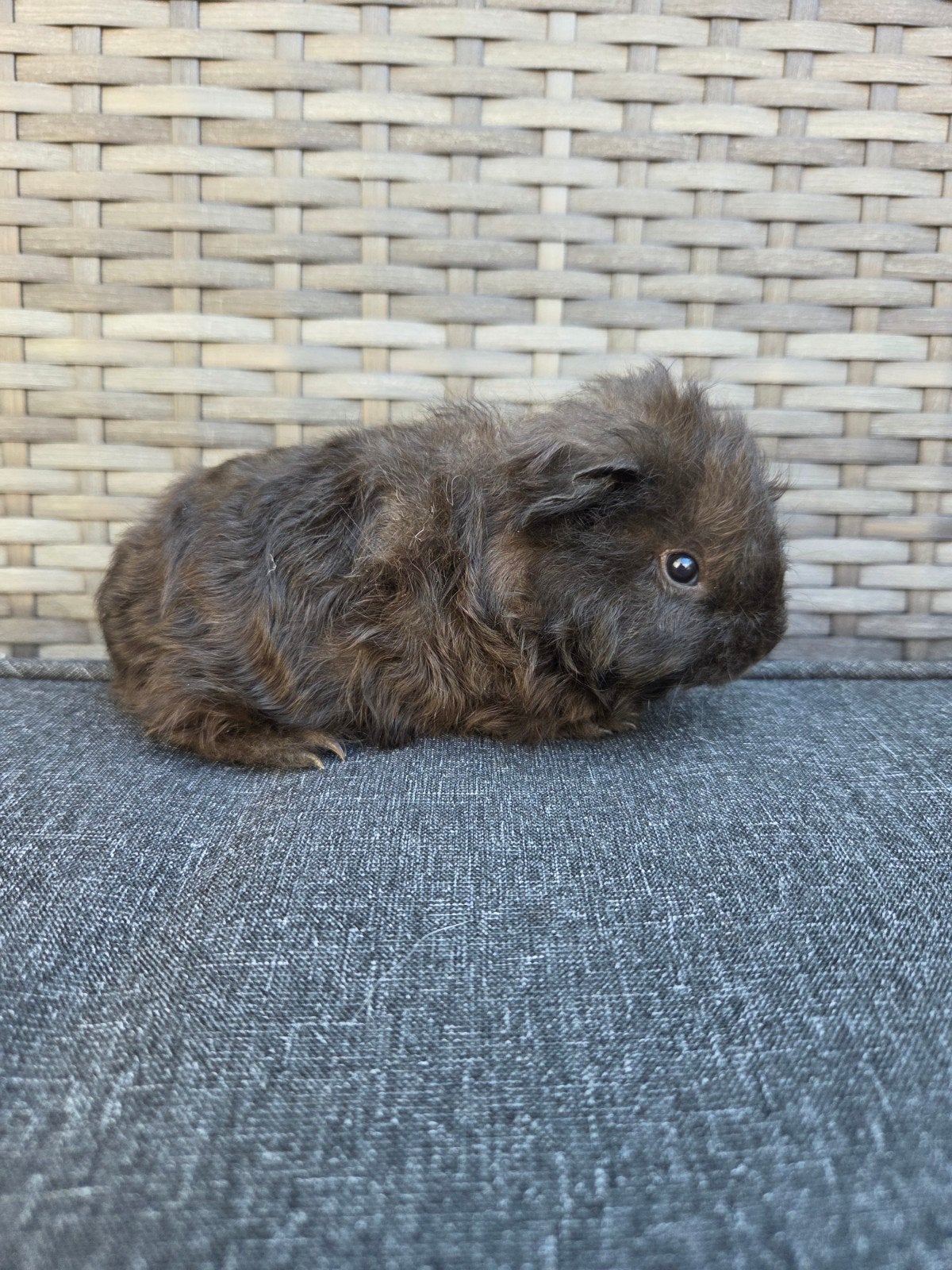 jong cavia beertje, Dieren en Toebehoren, Knaagdieren, Cavia, Mannelijk, Juli, Tam
