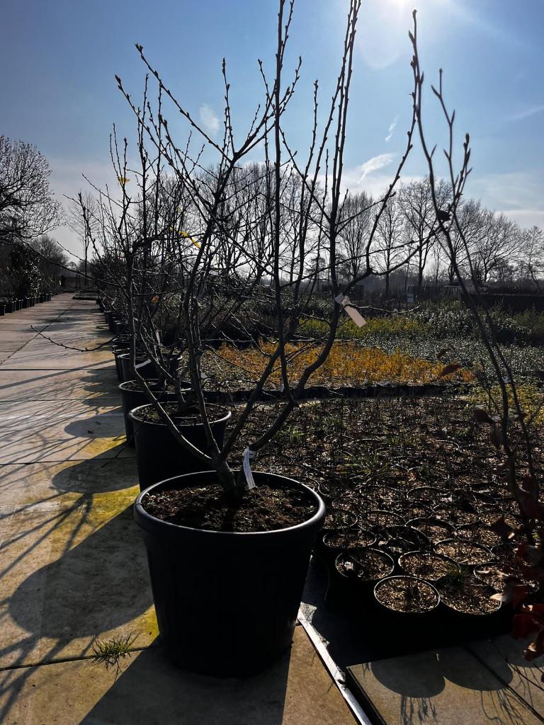 Malus Red Sentinel Meerstammig Sierappel, Halfschaduw, Overige soorten, Lente, 100 tot 250 cm