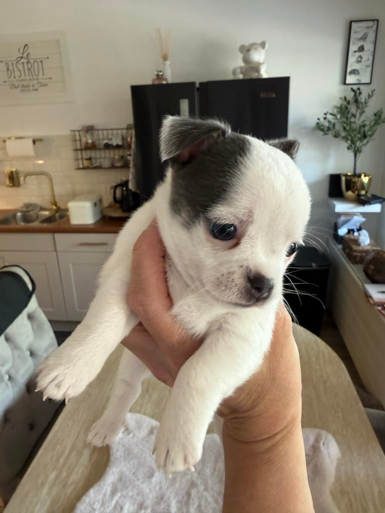 Chihuahua puppies, 8 tot 15 weken, Teef, Parvo, Meerdere