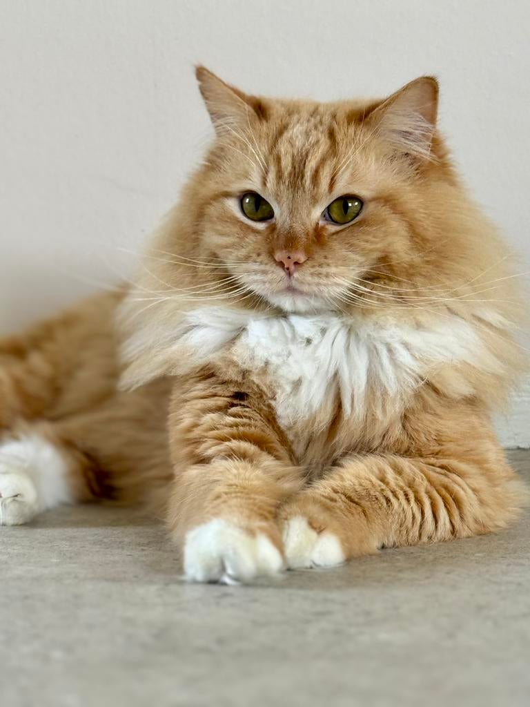 Ragdoll dekkater getest met stamboom, Dieren en Toebehoren, Katten en Kittens | Dekkaters