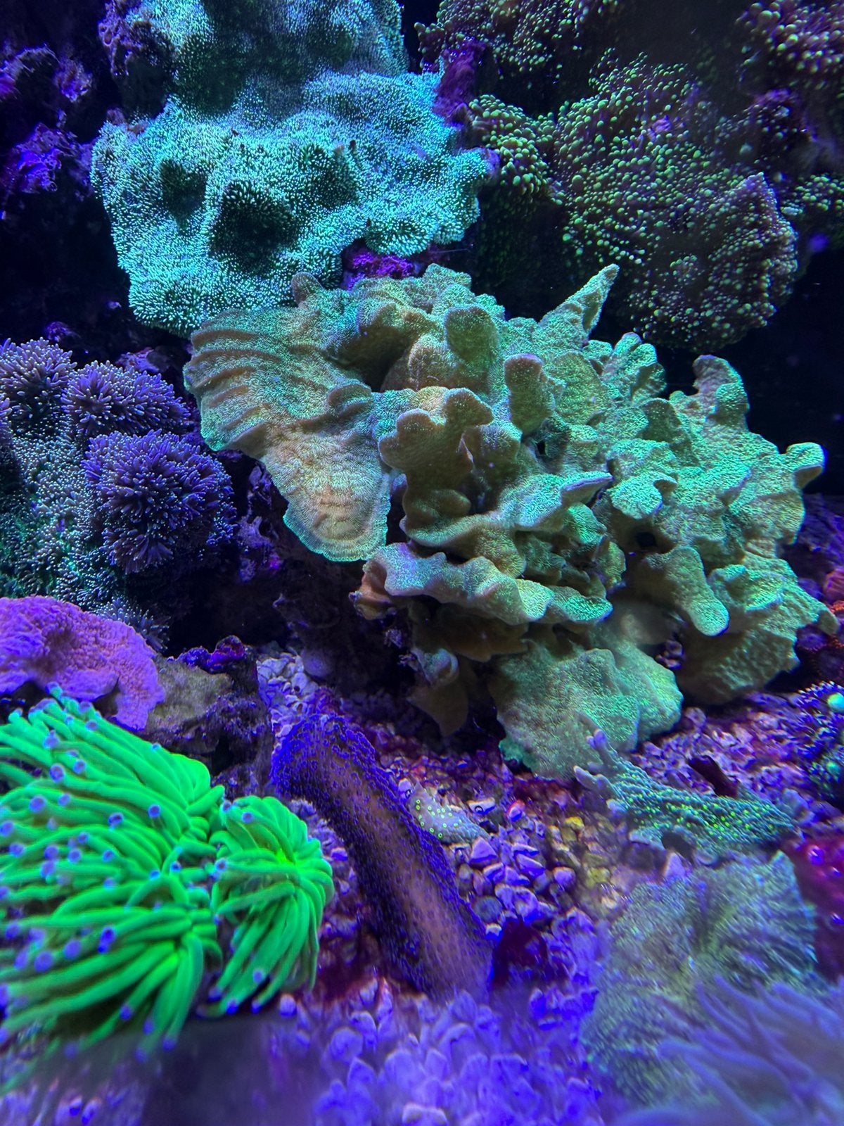 Pavona cactus koraal mooi stuk zeker zn 25cm, Dieren en Toebehoren, Vissen | Aquariumvissen, Overige typen