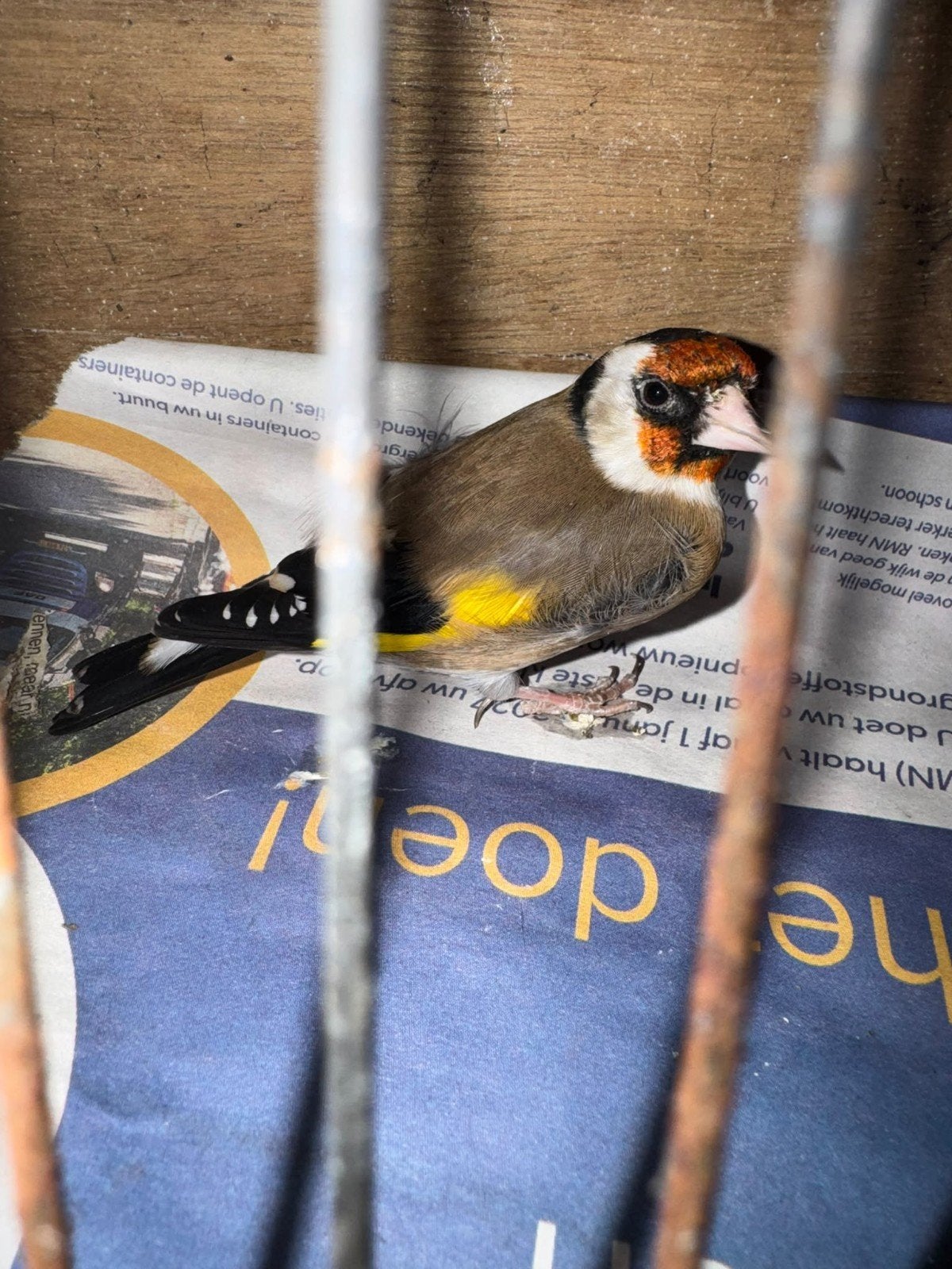 mooie putter pop, Dieren en Toebehoren, Vrouwelijk, Bastaard