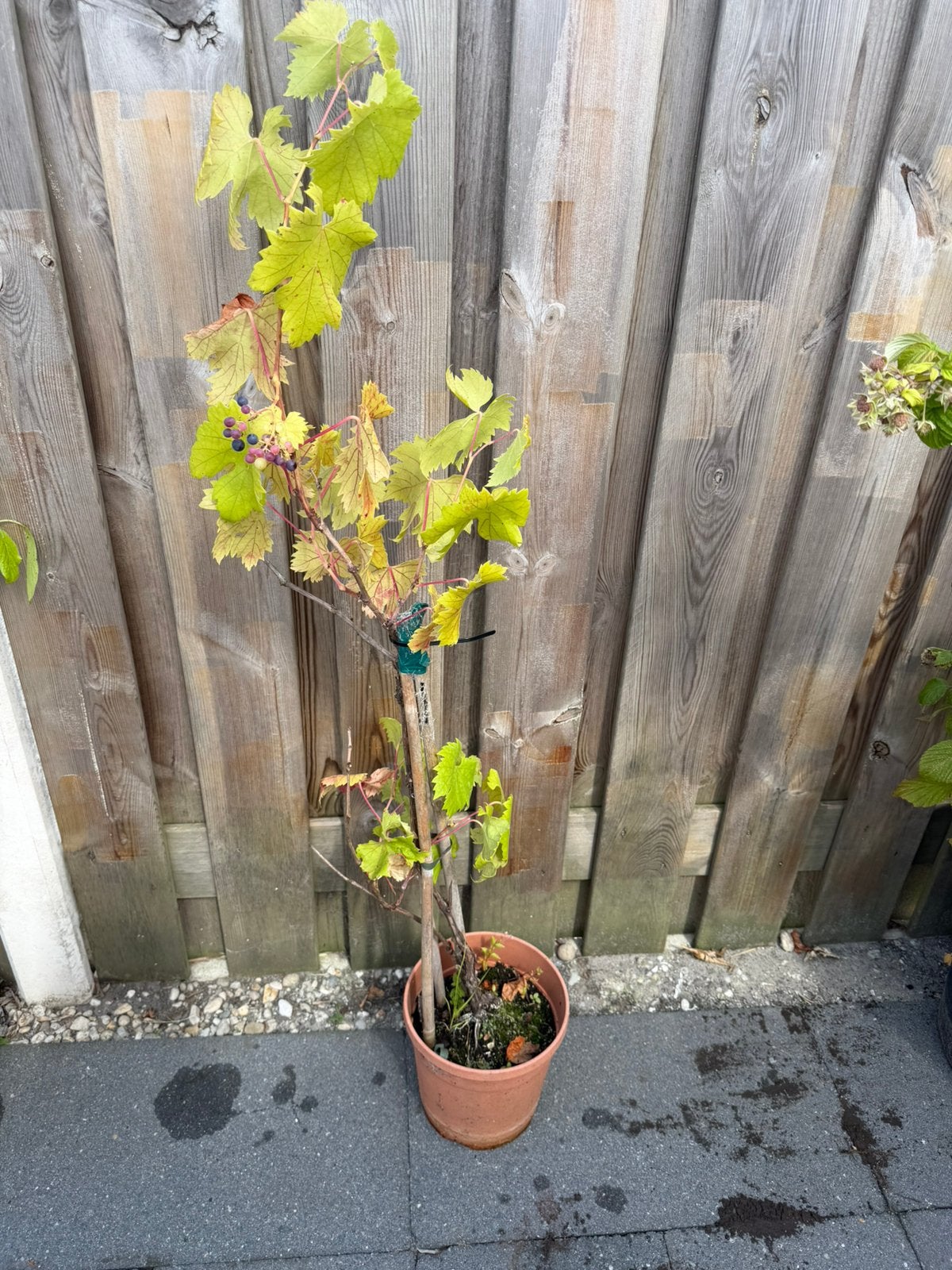 1x druiven, Tuin en Terras, Ophalen, Minder dan 100 cm, Overige soorten, Zomer