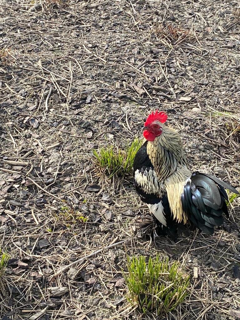 Sabelpootkrielhaan, Dieren en Toebehoren, Pluimvee, Mannelijk, Kip