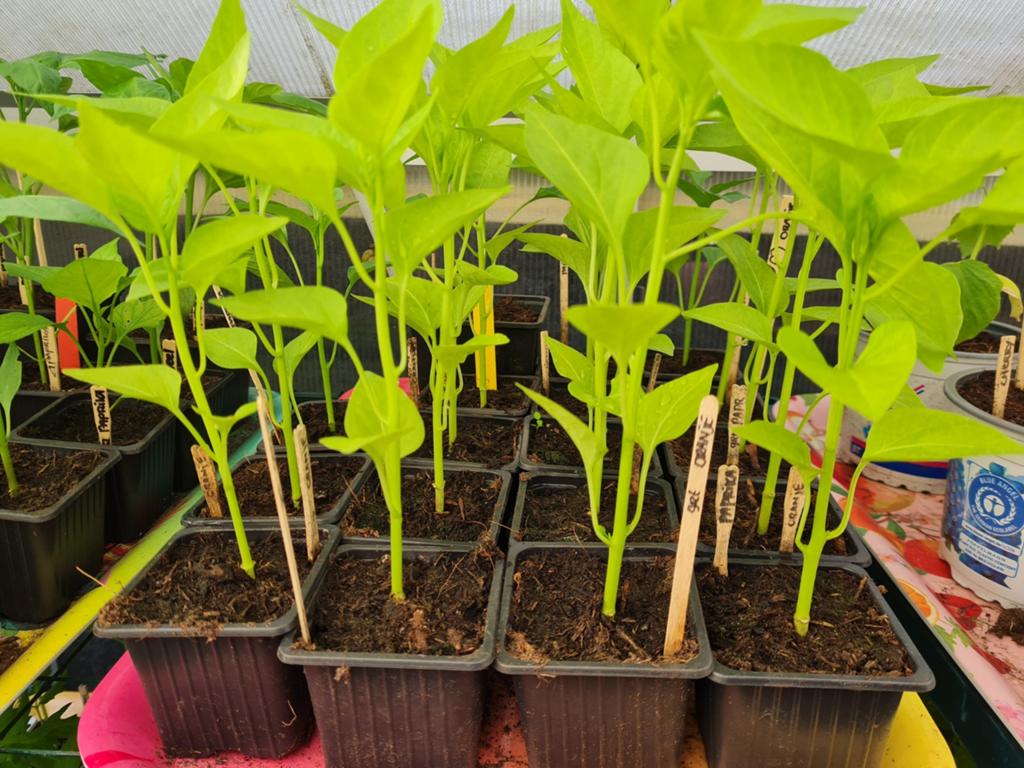 Paprika planten. Onbespoten!, Ophalen, Eenjarig, Groenteplanten, Volle zon