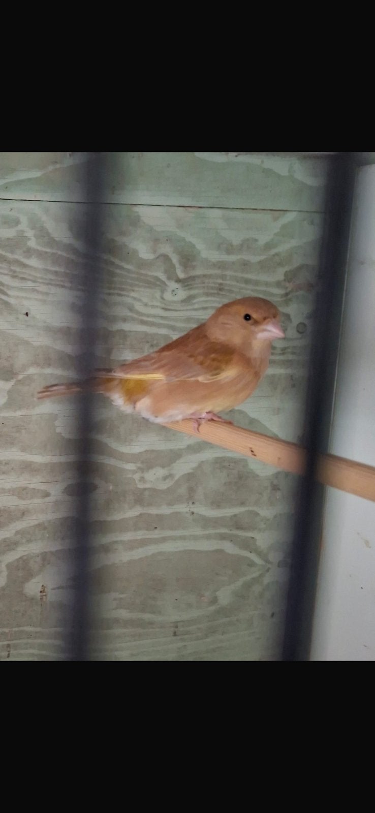 Koppel TT kwaliteit Schotse Groenling Agaat pastel x Bruin, Meerdere dieren, Wildzangvogel, Geringd