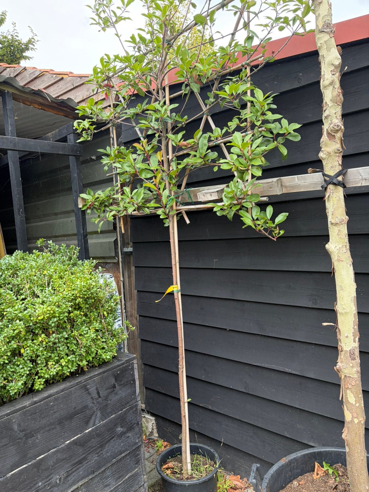 Lei Photinia 150 cm stam tek 120x110cm nu 100,00, Ophalen, Overige soorten, 250 cm of meer