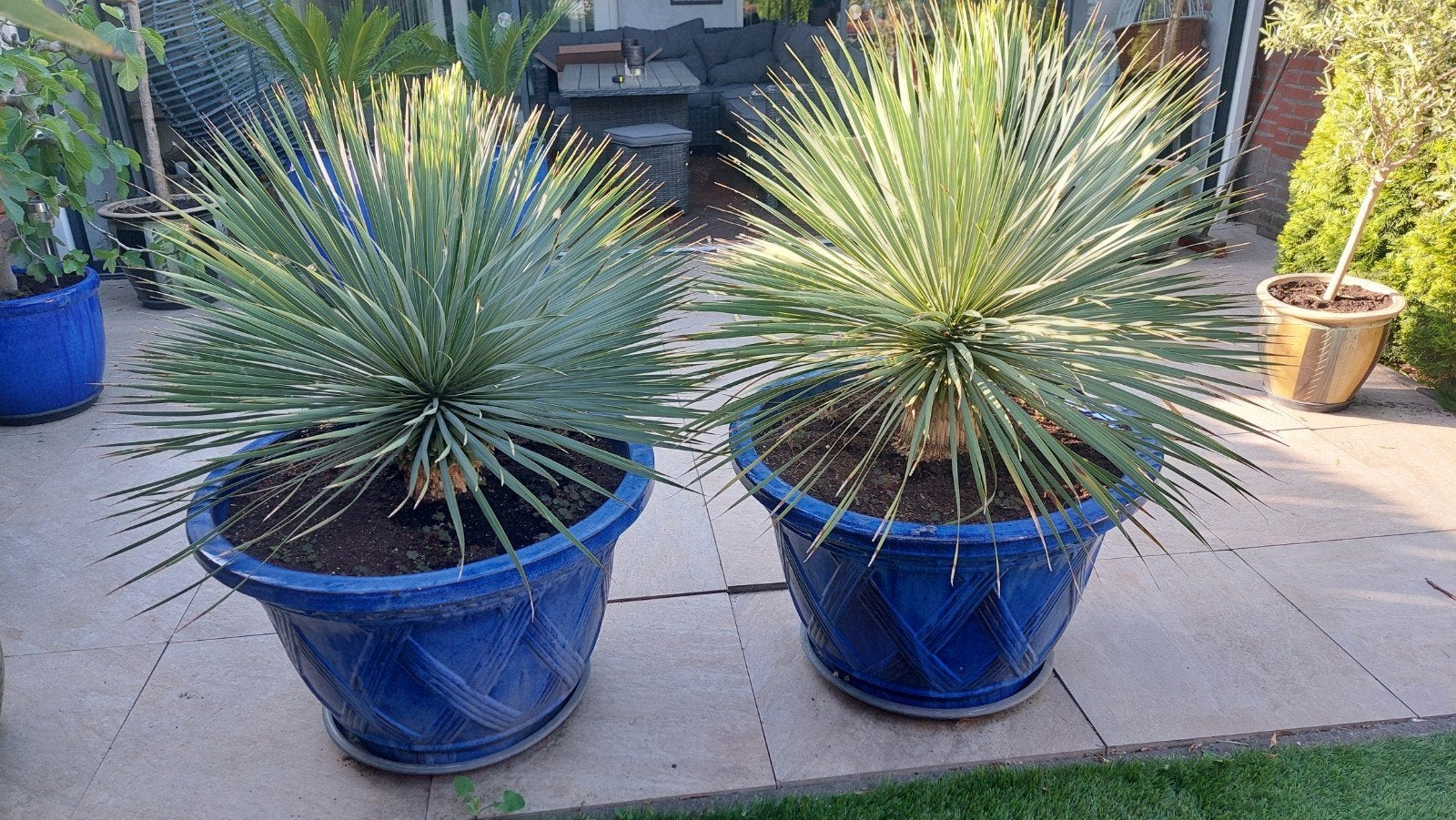 2 Yucca Rostrata in stenen potten, Ophalen, Overige soorten, Volle zon