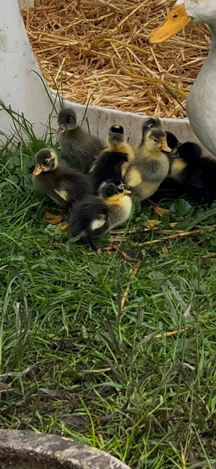 Indische loopeenden/ fles eenden, Dieren en Toebehoren, Pluimvee, Eend, Meerdere dieren