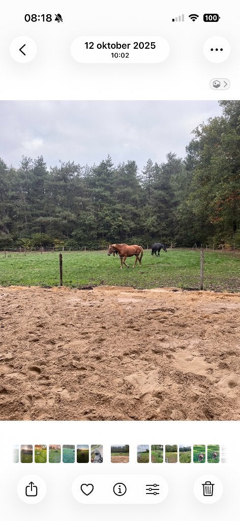 Ruime paddock met in de zomerweidegang, Dieren en Toebehoren, Weidegang