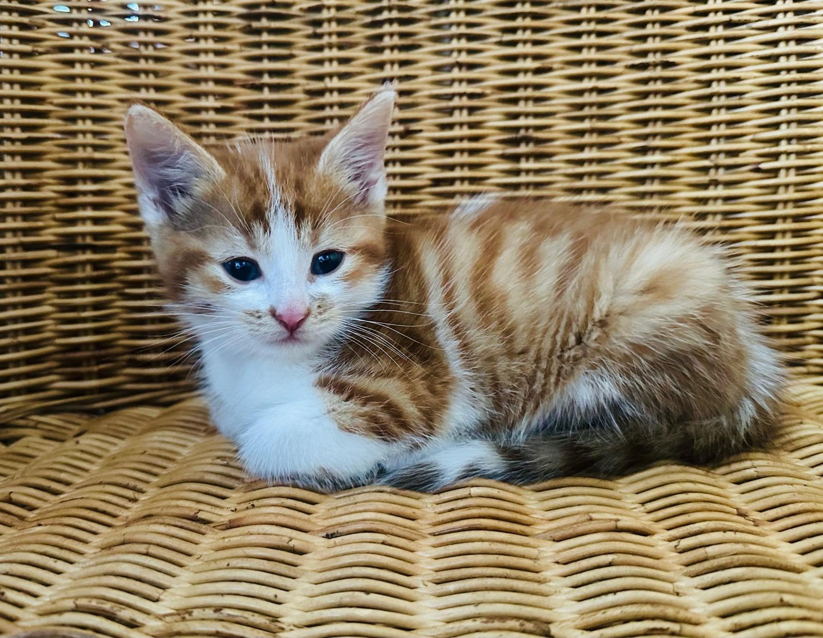 2 kittens