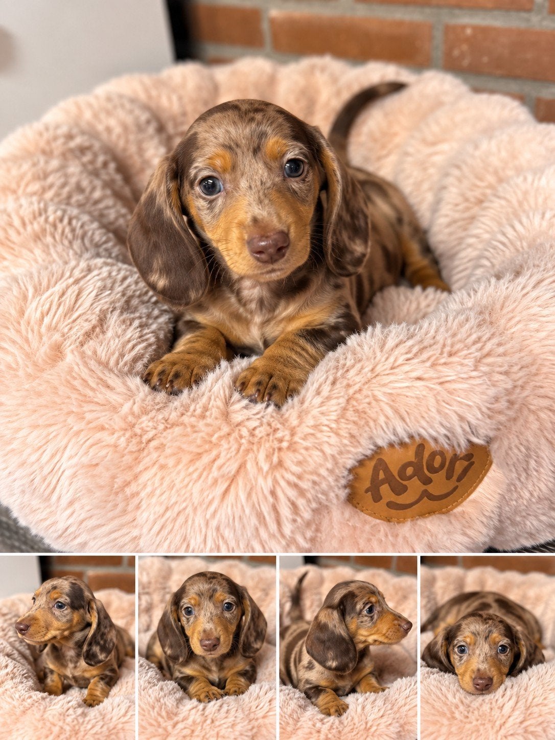 Dwergteckel / kaninchen puppys bleu merle choco merle, Dieren en Toebehoren, 8 tot 15 weken, Korthaar, Dwerg, Meerdere