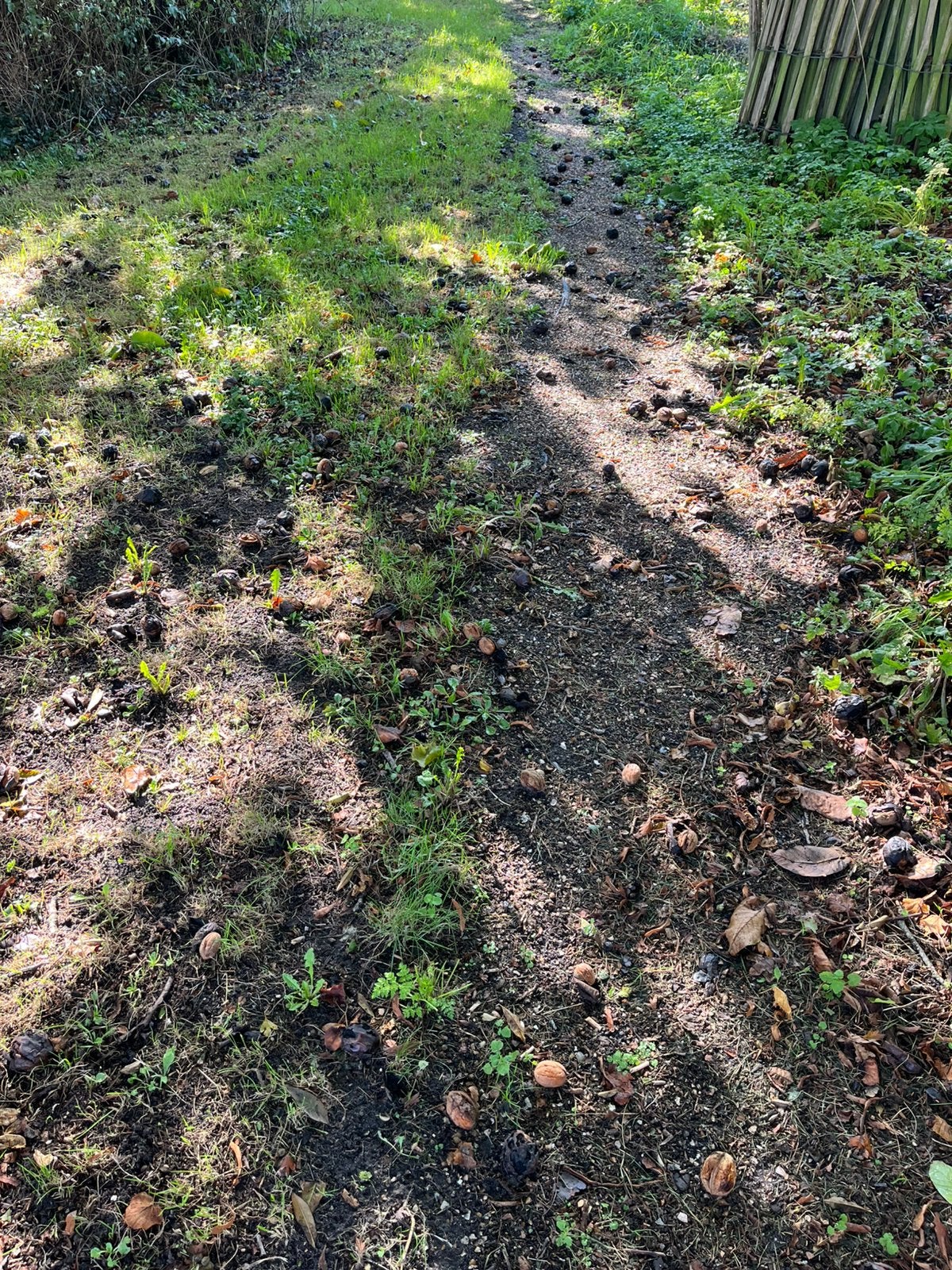 Walnoten rapen (gratis), Ophalen of Verzenden