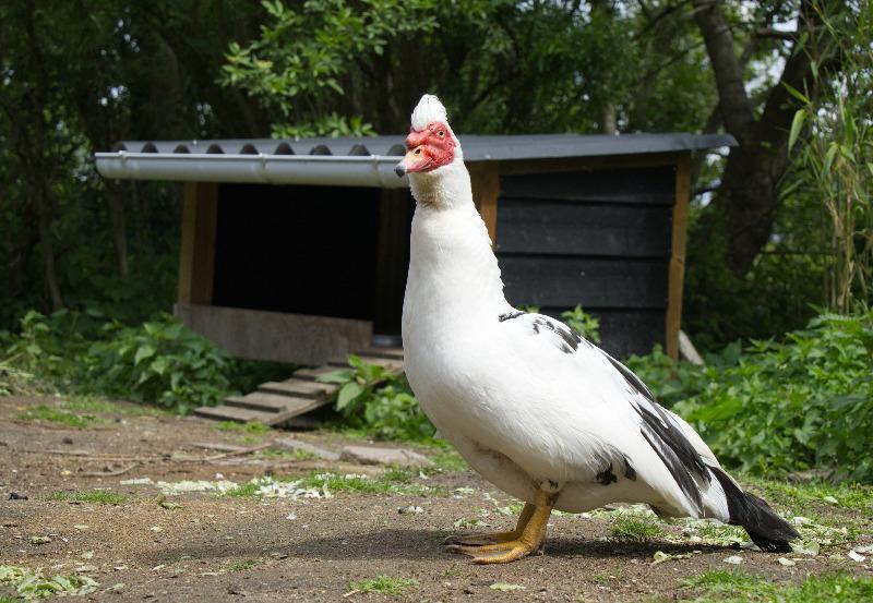 Muskus eend/ kaapse eend, Dieren en Toebehoren, Pluimvee, Mannelijk, Eend