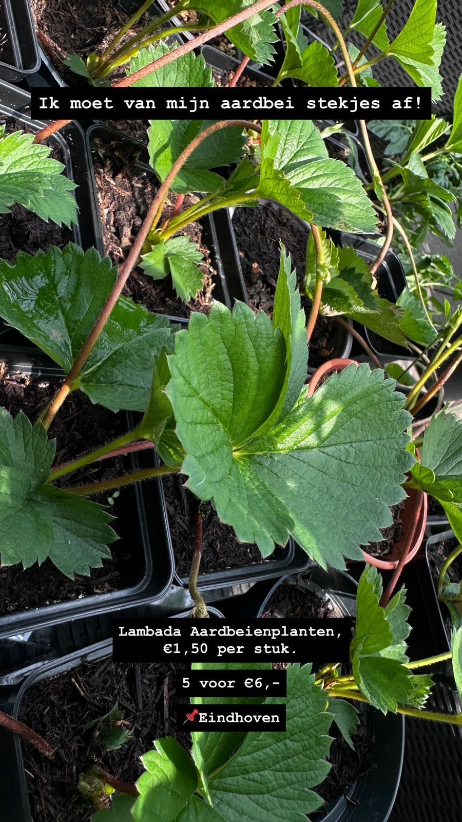 Aardbeienplant stekjes (Lambada), Tuin en Terras, Ophalen, Volle zon, Vaste plant, Fruitplanten