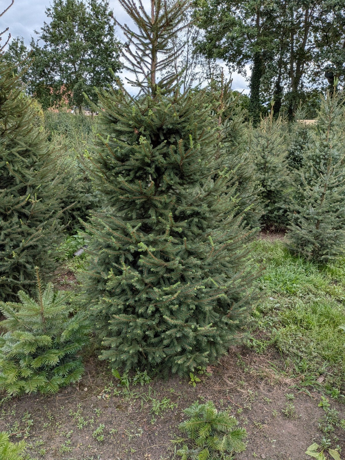 fijnspar,dennen,kerstbomen 2/3meter hoog, Ophalen of Verzenden, Overige soorten, Volle zon