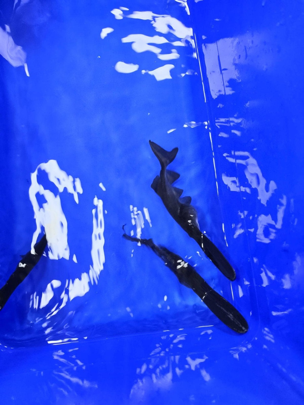 lepelsteur 20-25cm, Karper of Koi