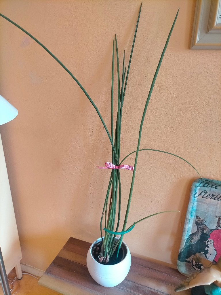 Sanseveria Cylindrica Mikado twee planten, Ophalen, Vetplant, 100 tot 150 cm, Halfschaduw