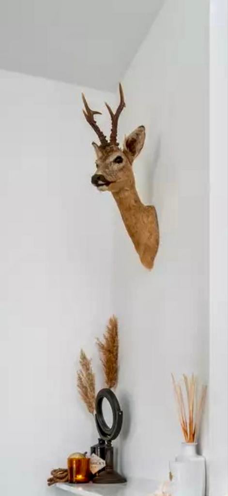 Opgezette ree, mooi voor aan de wand of boven een haard, Verzamelen, Ophalen of Verzenden, Gebruikt, Hert, Opgezet dier