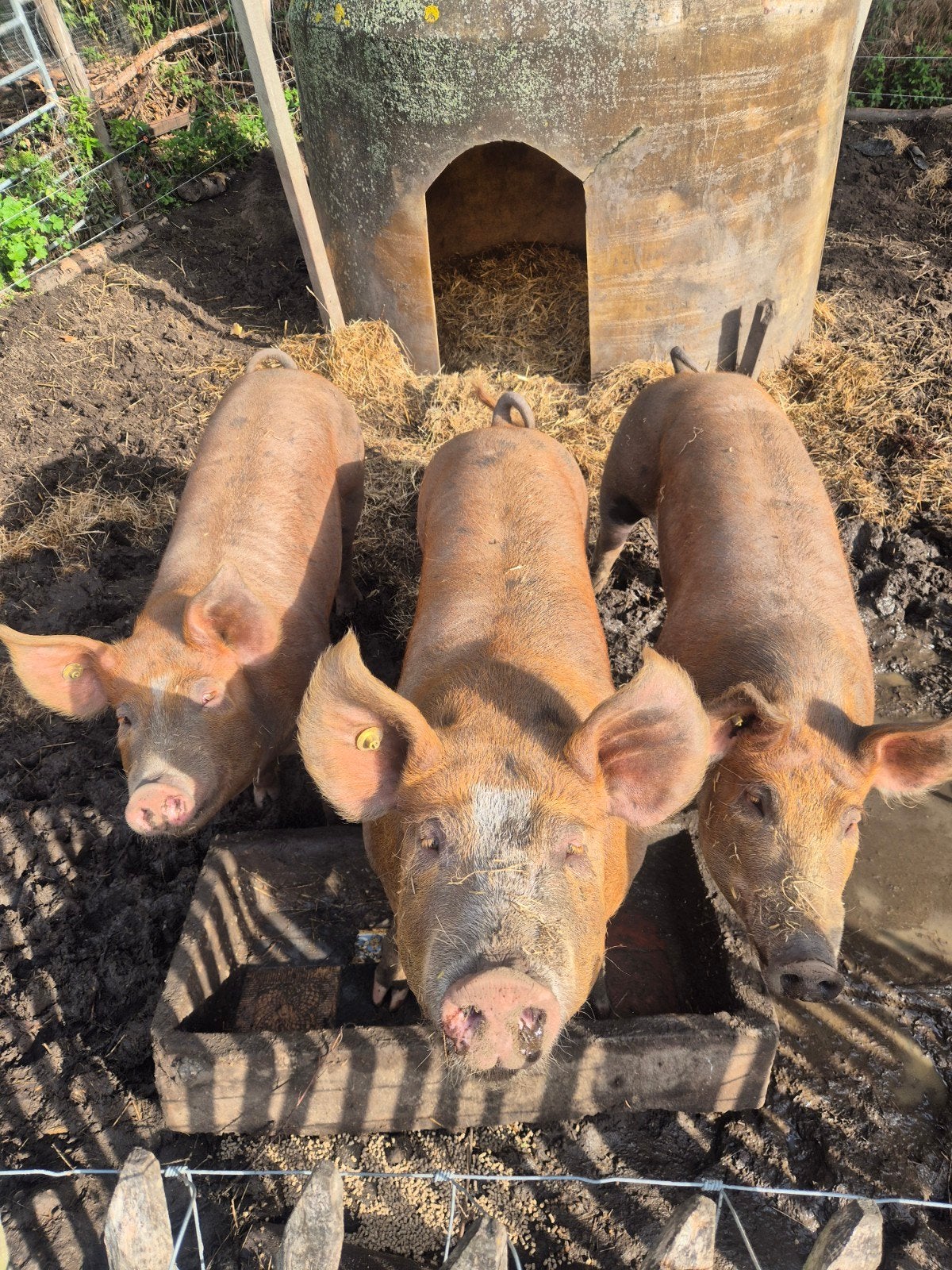 3x Zeug Pietrain x Tamworth, Dieren en Toebehoren, Schapen, Geiten en Varkens, Vrouwelijk, Varken, 0 tot 2 jaar