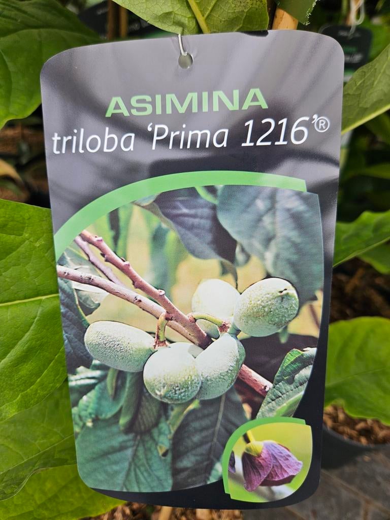 Asimina triloba Prima 1216 / pawpaw boom / eetbare vruchten, Tuin en Terras, Planten | Bomen, Lente, 250 tot 400 cm, Ophalen, Volle zon