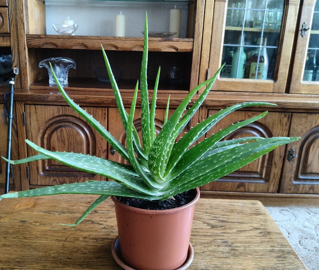 Plant Aloë Vera kamerplant  € 12,00, Ophalen, Overige soorten, Halfschaduw, Minder dan 100 cm