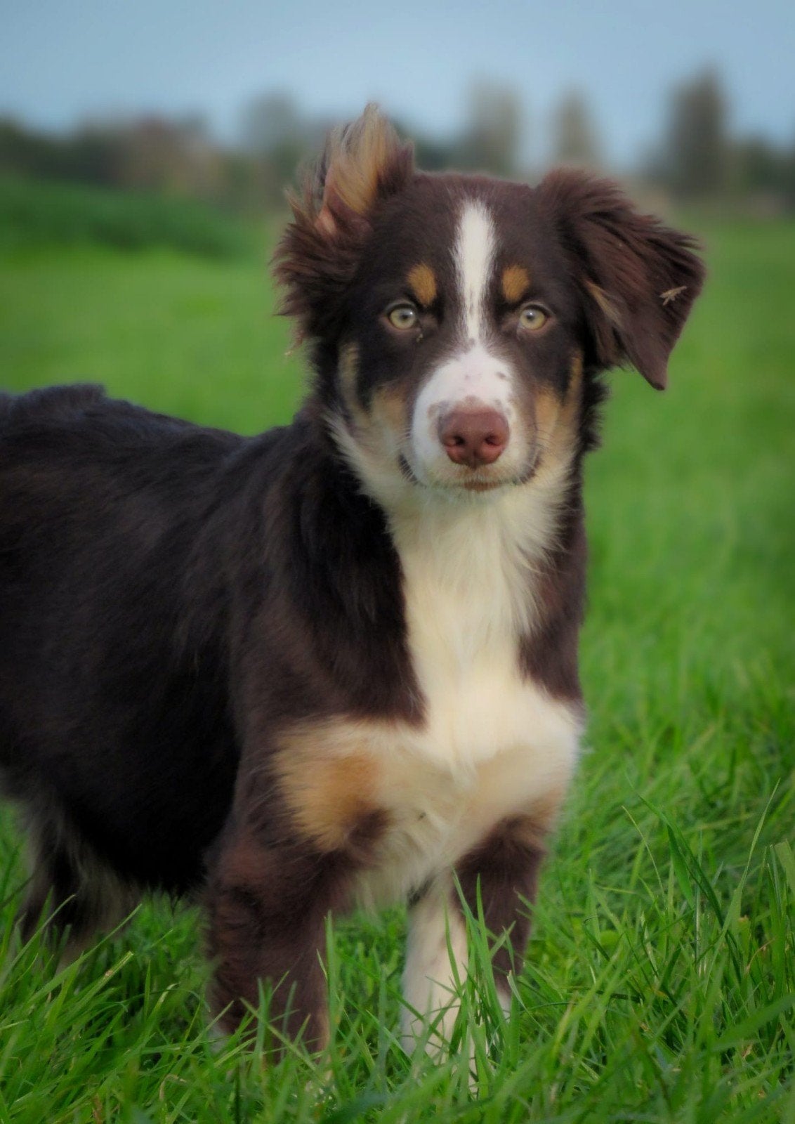vrolijke kooiker-stabij x border collie pups  zoeken baasjes, Dieren en Toebehoren, 15 weken tot 1 jaar, Reu, CDV (hondenziekte)
