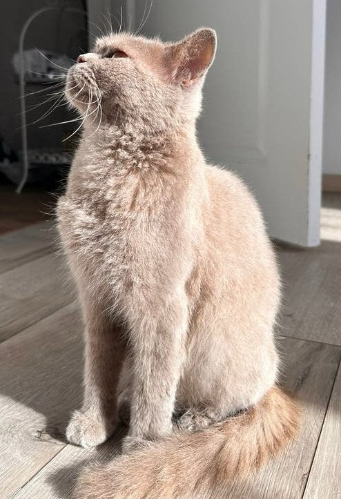 Briste korthaar poes, Dieren en Toebehoren