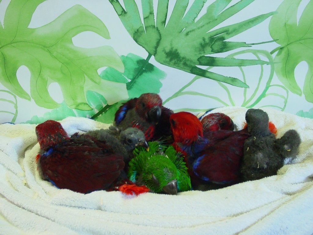 Jonge handtamme papegaaien, eigen kweek..............., Dieren en Toebehoren, Meerdere dieren, Papegaai