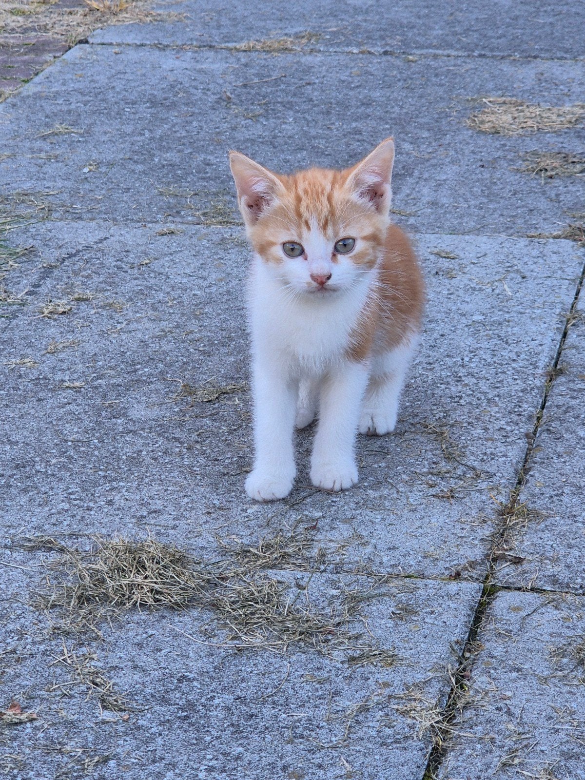 kittens te koop, Meerdere dieren, 0 tot 2 jaar