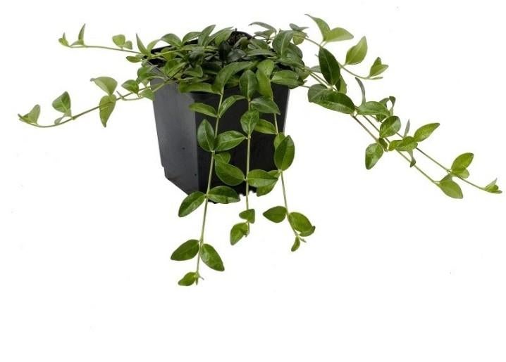 Maagdenpalm vinca, Tuin en Terras, Planten | Tuinplanten, Ophalen of Verzenden, Halfschaduw