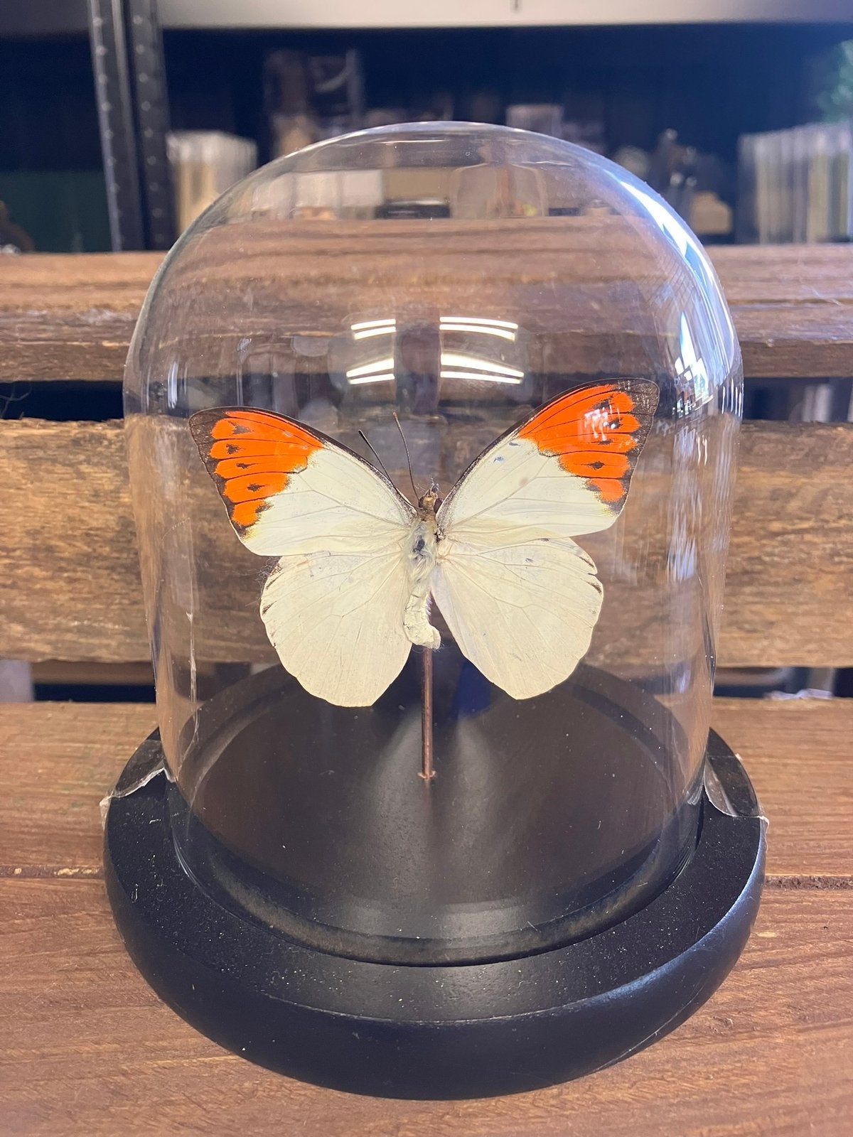 Vlinder in stolp, Ophalen of Verzenden, Nieuw, Insect, Opgezet dier