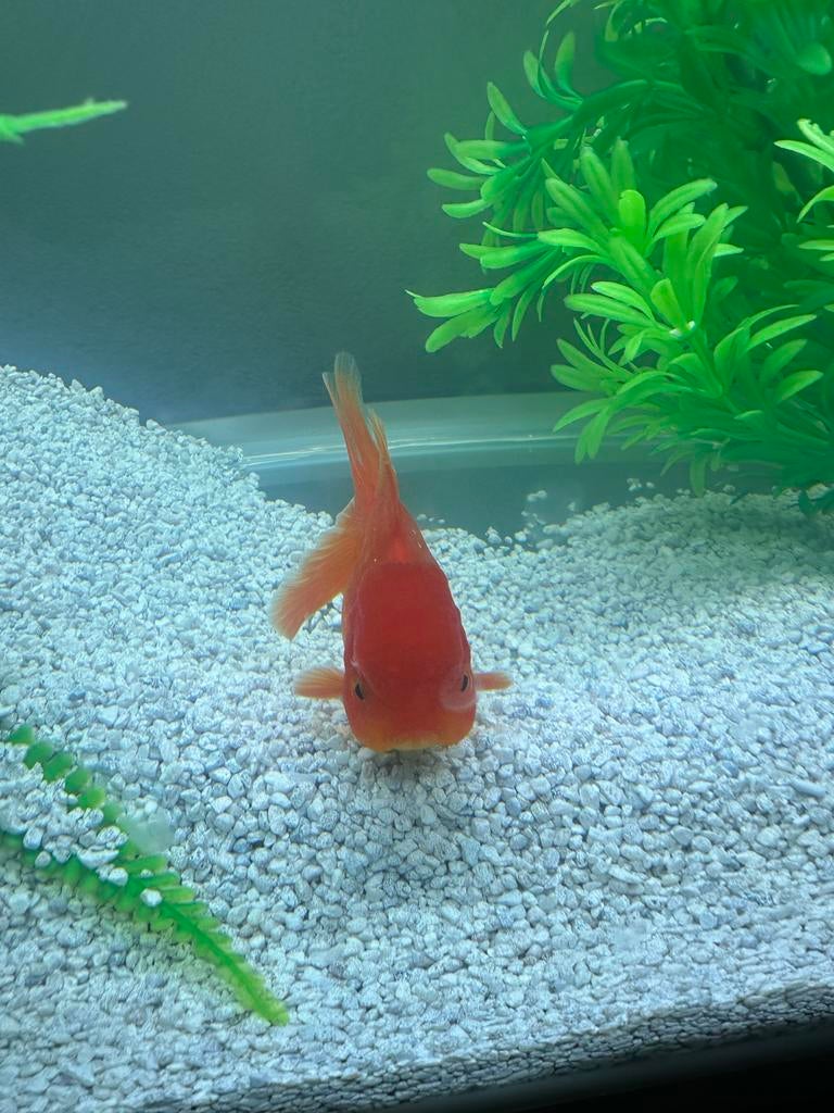 Aquariumvissen, Vis