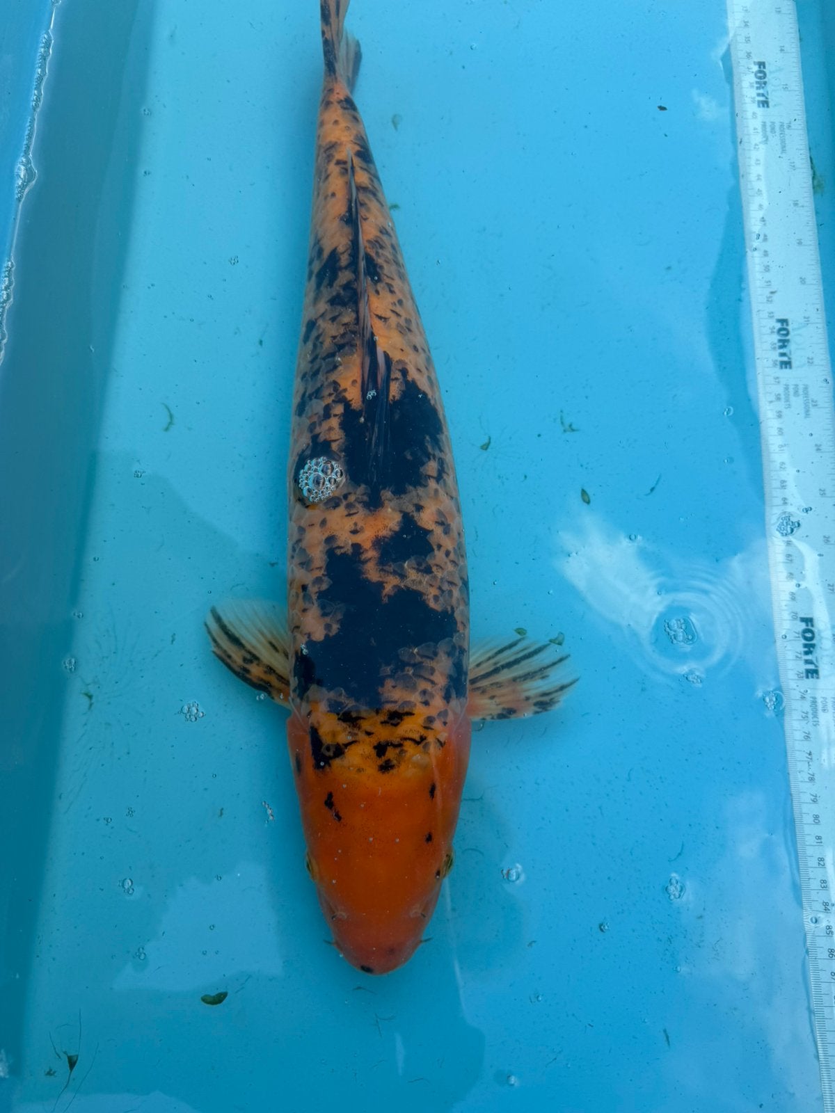 Hi Utsuri koi, Dieren en Toebehoren, Karper of Koi