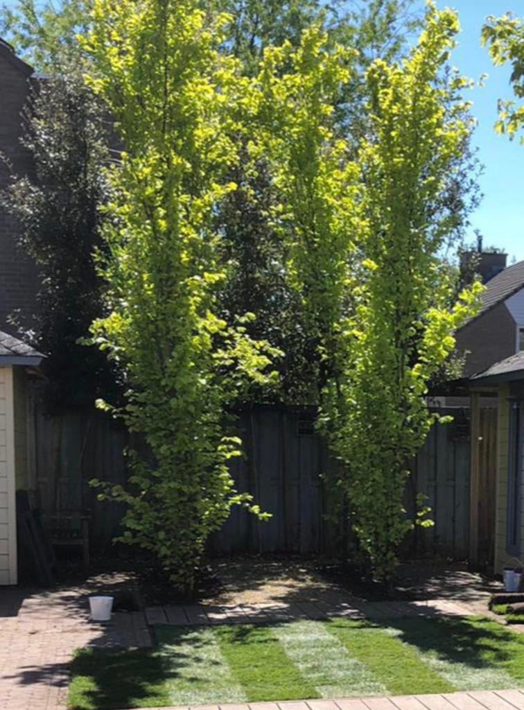 Zuilbeuken, Tuin en Terras, Planten | Bomen, Ophalen, Volle zon, Overige soorten, 100 tot 250 cm