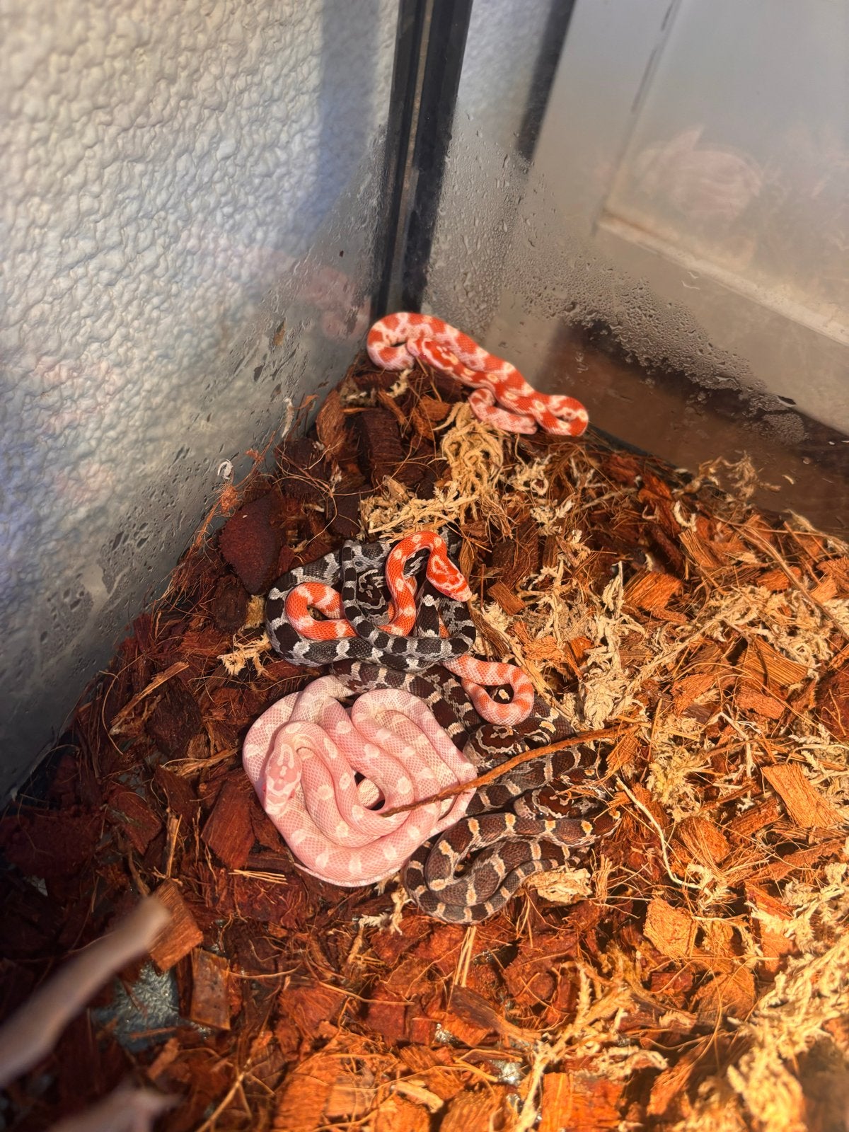 7 jonge ratten slang, Dieren en Toebehoren, Slang, 0 tot 2 jaar