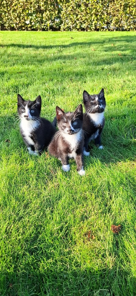 Lieve speelse kittens, Kater, Kortharig, 0 tot 2 jaar