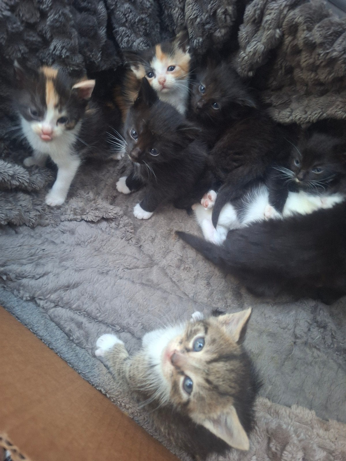 kittens heel mooi nestje🐱💕, Dieren en Toebehoren, Meerdere dieren