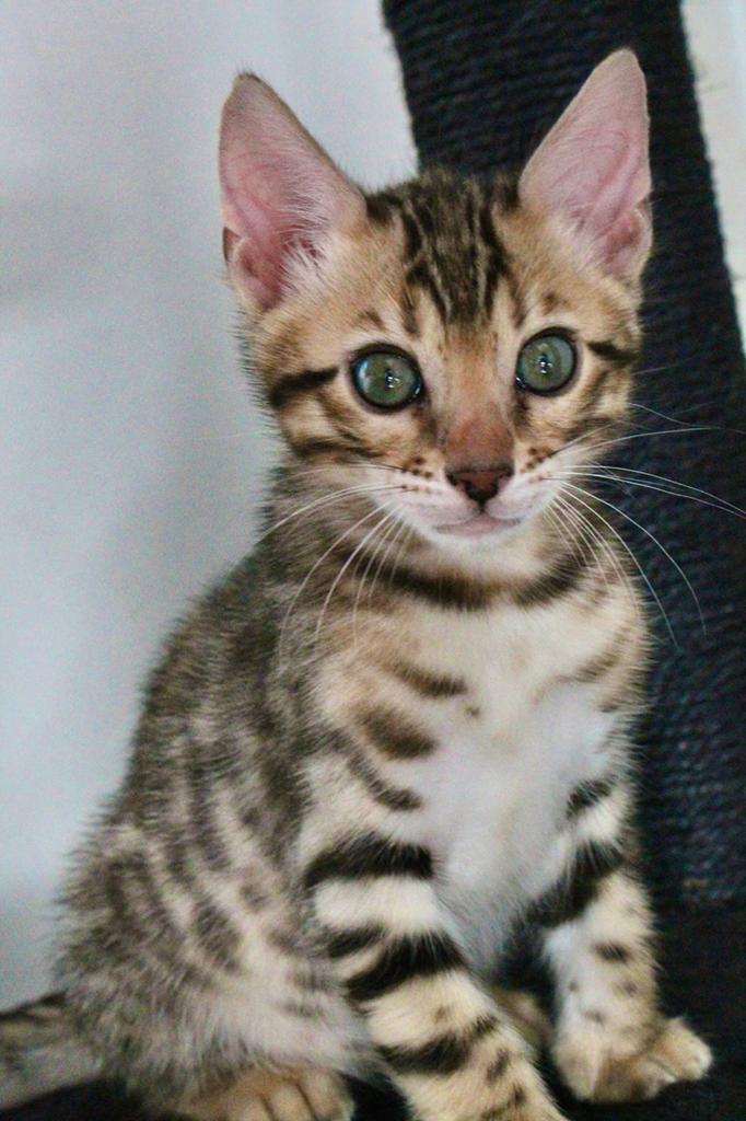 Prachtig Bengaal katertje (Black Tabby Spotted), Kater, Ontwormd